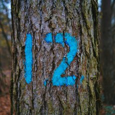 Bright blue number 12 painted onto a tree trunk