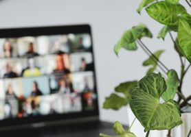 A plant in the forefront with a blurred laptop in the background showing many people in a virtual meeting